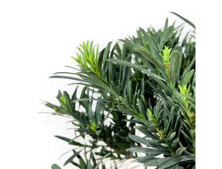 Podocarpus Macrophylla - Podocarp - from 29 to 37 cm