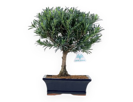 Podocarpus Macrophylla - Podocarp - from 29 to 37 cm