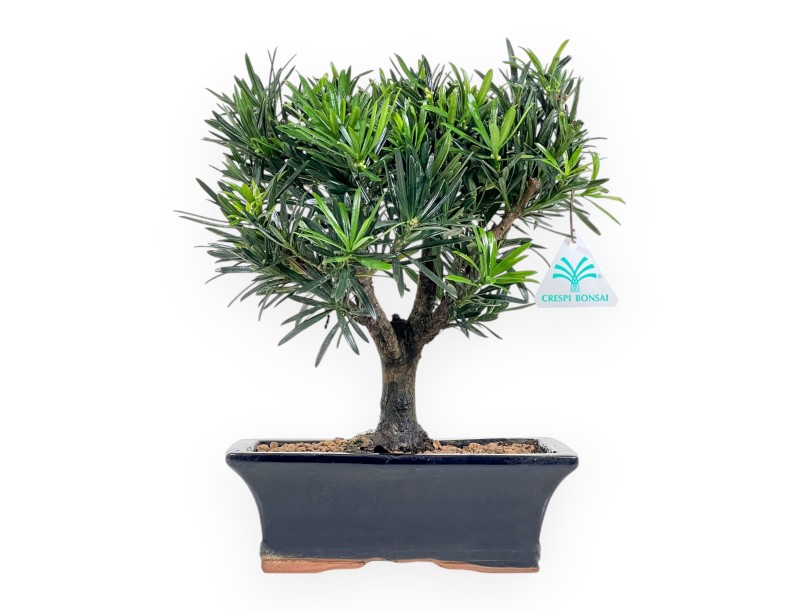 Podocarpus Macrophylla - Podocarp - from 29 to 37 cm
