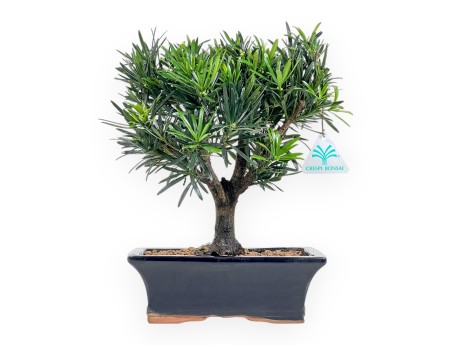 Podocarpus Macrophylla - Podocarpo - da 29 a 37 cm