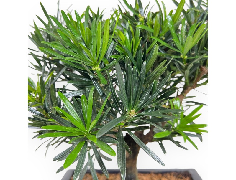 Podocarpus Macrophylla - Podocarpo - da 29 a 37 cm