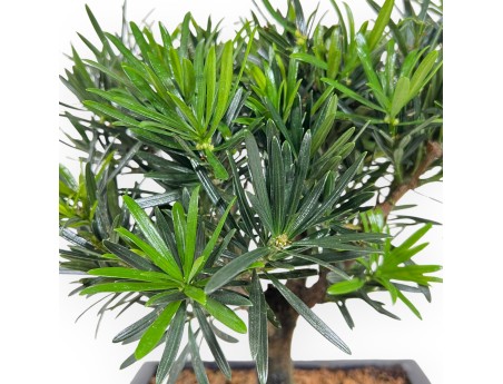 Podocarpus Macrophylla - Podocarp - from 29 to 37 cm