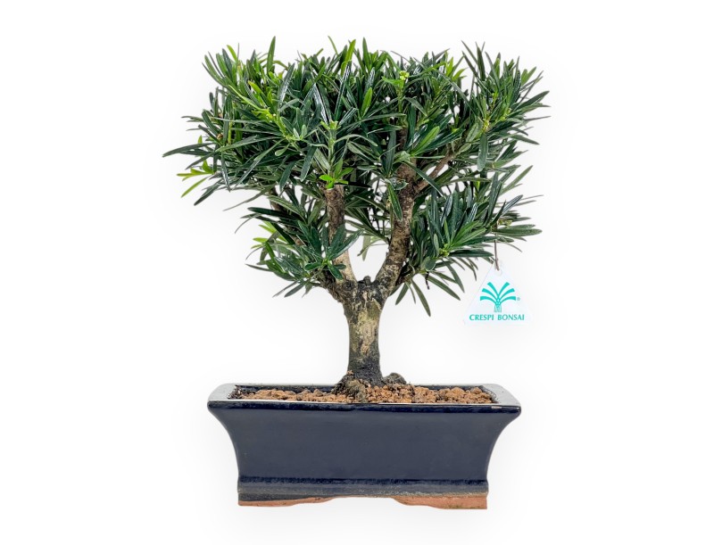 Podocarpus Macrophylla - Podocarpo - da 29 a 37 cm