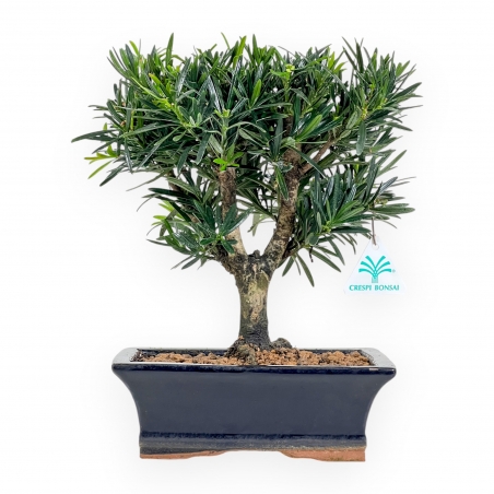 Podocarpus Macrophylla - Podocarpo - da 29 a 37 cm
