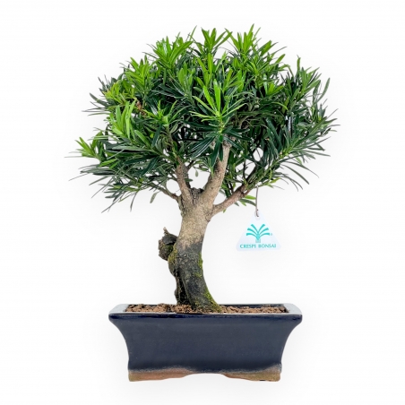 Podocarpus Macrophylla - Podocarp - from 29 to 37 cm