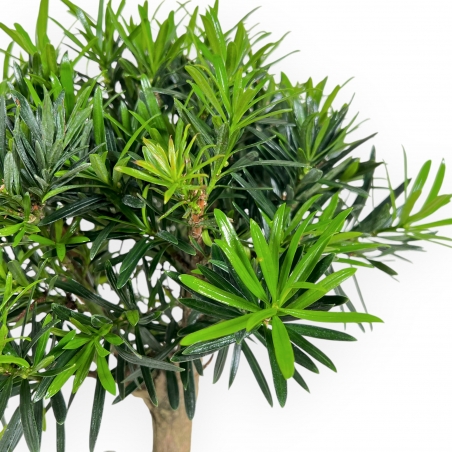 Podocarpus Macrophylla - Podocarpo - da 29 a 37 cm