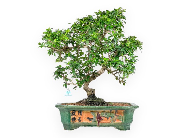 Carmona Macrophylla - Arbre à thé - 70 cm