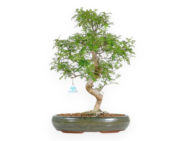Zanthoxylum Piperitum - Pepper Tree - 56 cm