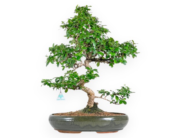 Carmona Macrophylla - Tea Tree - 61 cm