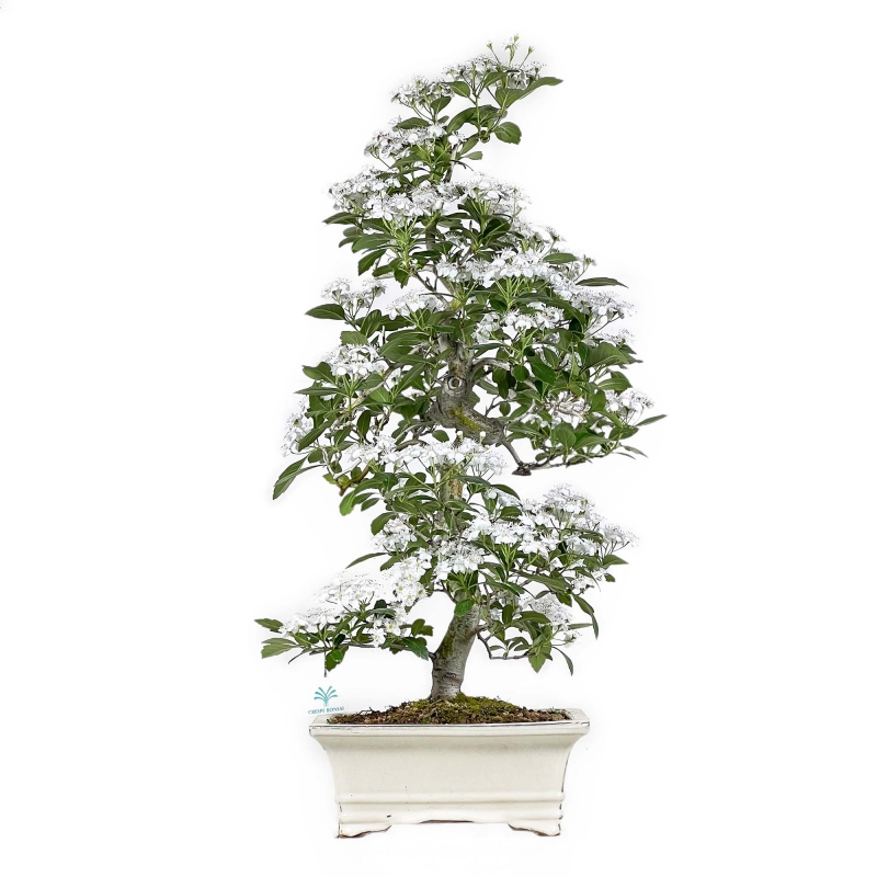 Crataegus Cuneata Ruby - Biancospino giapponese - 76 cm