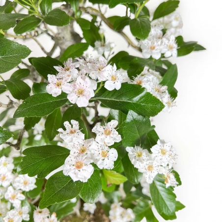 Crataegus Cuneata Ruby - Aubépine japonaise - 76 cm