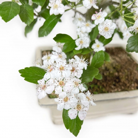 Crataegus Cuneata Ruby - Japanischer Weißdorn - 76 cm