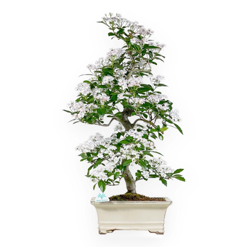 Crataegus Cuneata Ruby - Biancospino giapponese - 76 cm