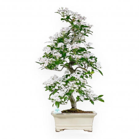 Crataegus Cuneata Ruby - Aubépine japonaise - 76 cm