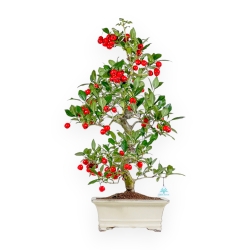 Crataegus Cuneata Ruby - Japanischer Weißdorn - 76 cm