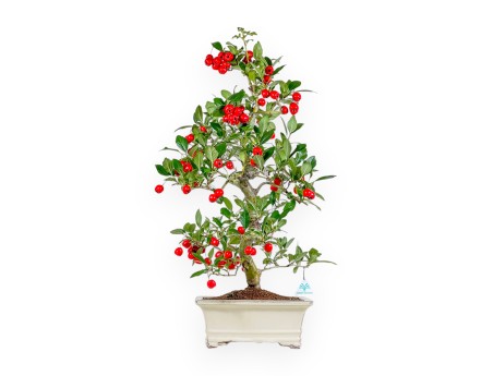 Crataegus Cuneata Ruby - Biancospino giapponese - 76 cm