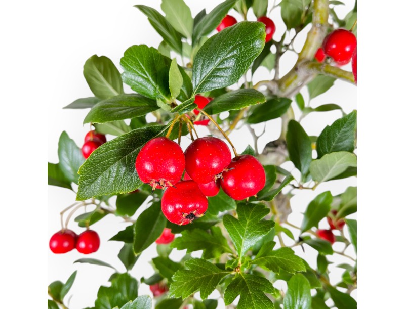 Crataegus Cuneata Ruby - Biancospino giapponese - 76 cm