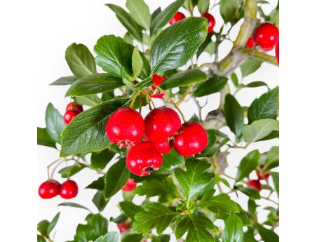 Crataegus Cuneata Ruby - Aubépine japonaise - 76 cm