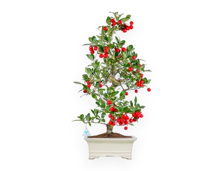 Crataegus Cuneata Ruby - Japanischer Weißdorn - 76 cm