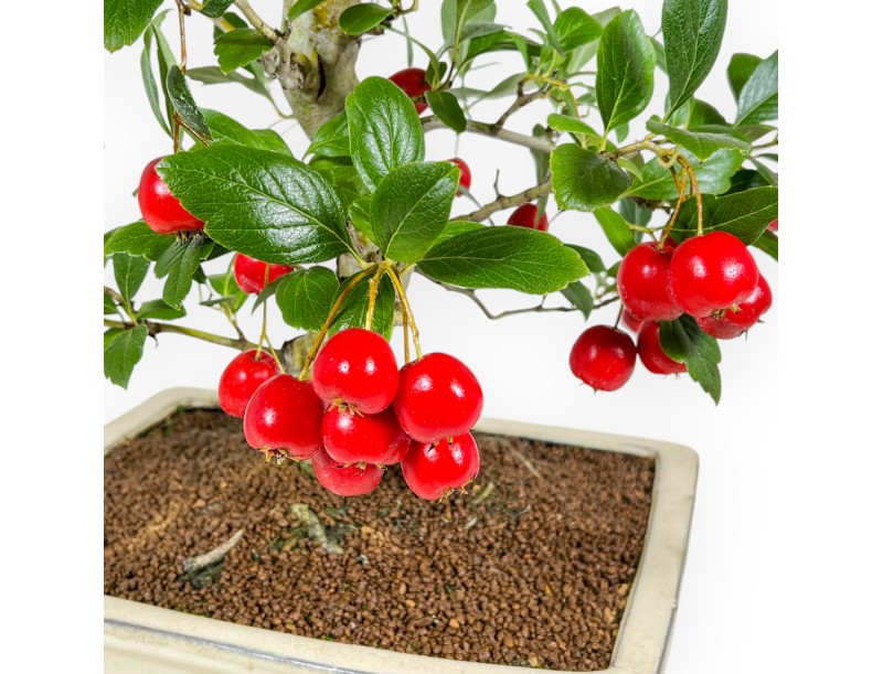 Crataegus Cuneata Ruby - Biancospino giapponese - 76 cm