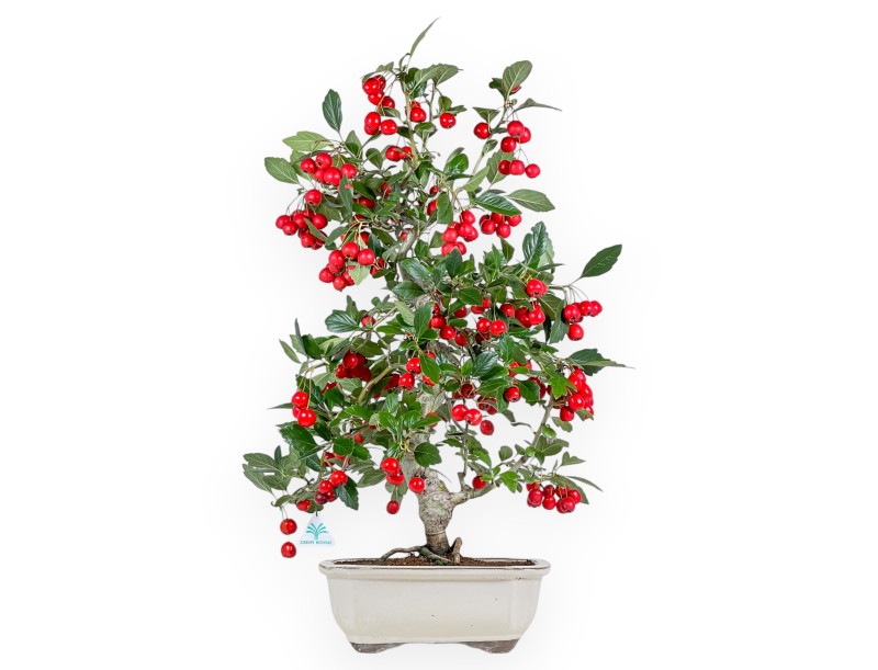 Crataegus Cuneata Ruby - Japanese Hawthorn - 69 cm