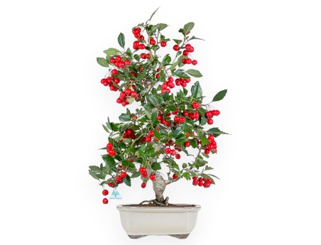 Crataegus Cuneata Ruby - Japanse meidoorn - 69 cm