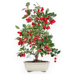 Crataegus Cuneata Ruby - Japanischer Weißdorn - 69 cm