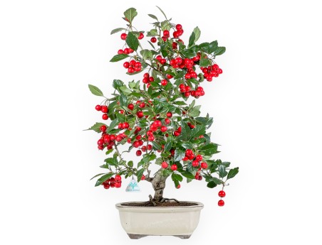 Crataegus Cuneata Ruby - Espino Japonés - 69 cm