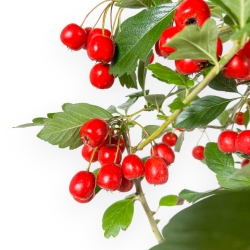 Crataegus Cuneata Ruby - Japanischer Weißdorn - 69 cm
