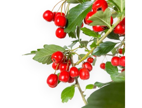Crataegus Cuneata Ruby - Biancospino giapponese - 69 cm