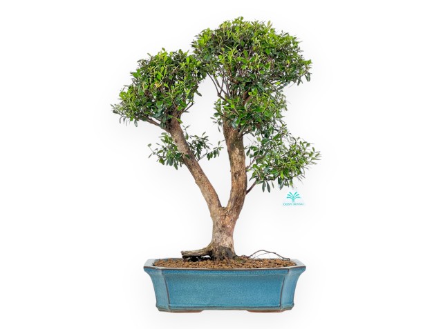Syzygium - Myrtle - 57 cm