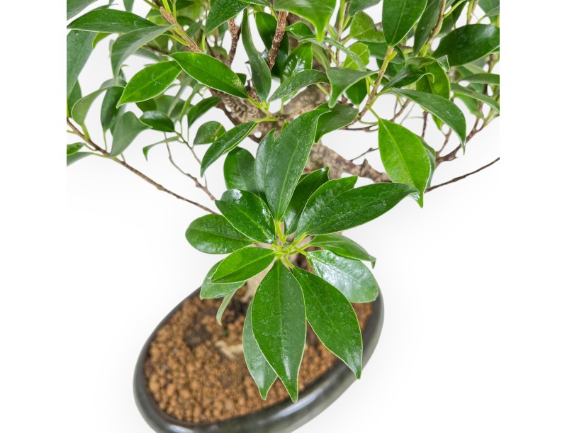 Ficus Retusa - 53 cm