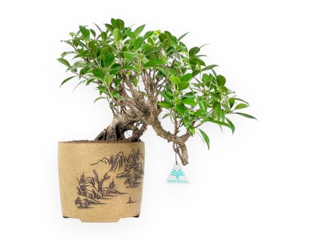 Ficus Retusa - 39 cm
