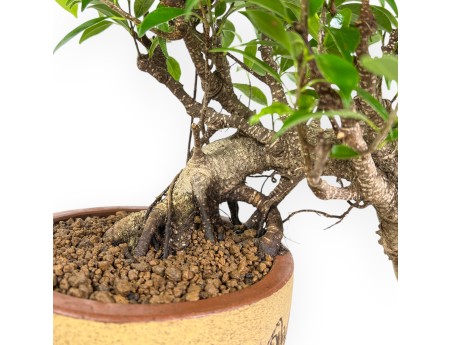Ficus Retusa - 39 cm