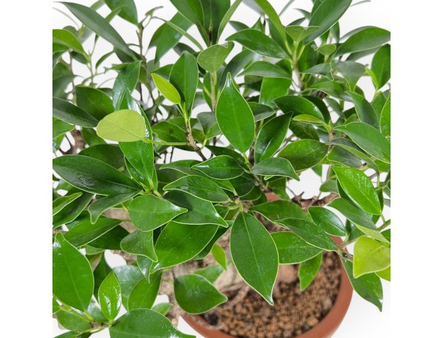 Ficus Retusa - 39 cm 2