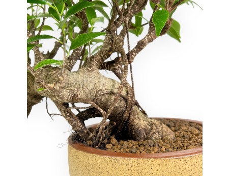 Ficus Retusa - 39 cm