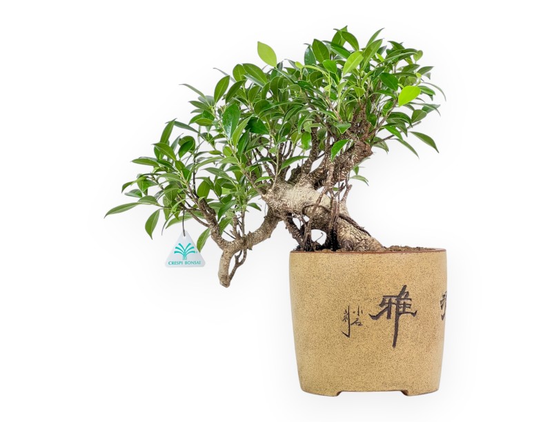 Ficus Retusa - 39 cm