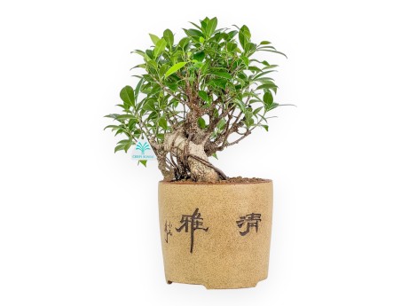 Ficus Retusa - 39 cm