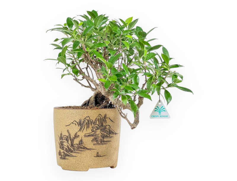 Ficus Retusa - 39 cm