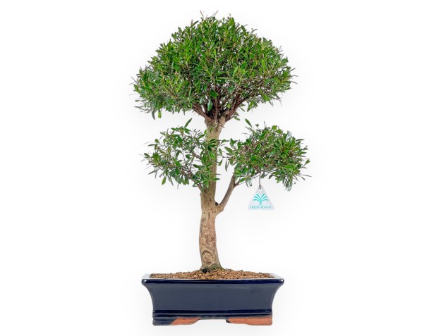 Syzygium - Myrtle - 55 cm