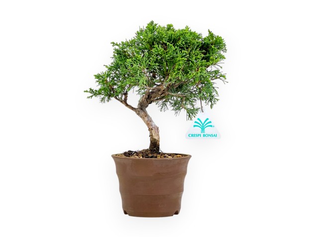 Juniperus Chinensis Itoigawa - Genévrier - 26 cm