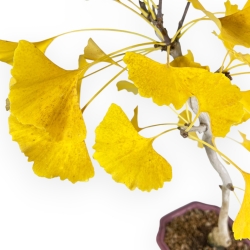 Ginkgo Biloba - 49 cm