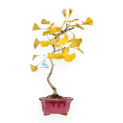 Ginkgo Biloba - 49 cm