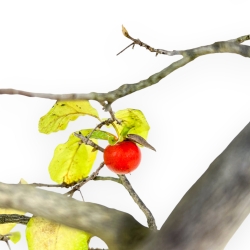 Diospyros Kaki - Kaki - 36 cm