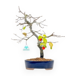Diospyros Kaki - Kaki - 36 cm