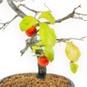Diospyros Kaki - Kaki - 36 cm