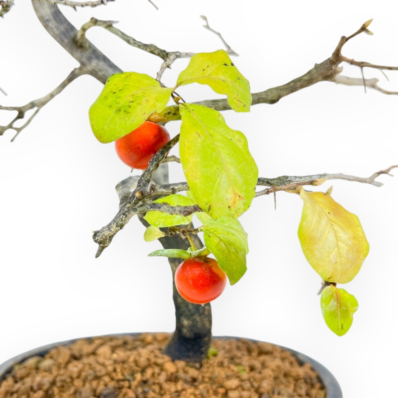 Diospyros Kaki - Kaki - 36 cm