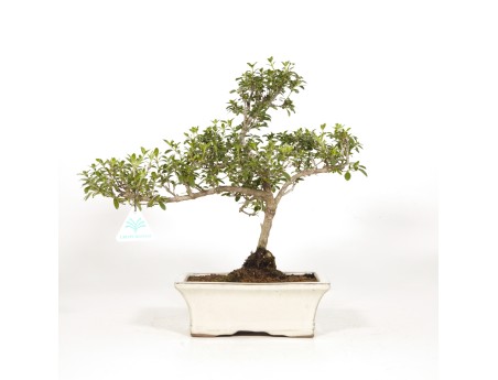 Serissa Foetida Variegata - Serissa - 33 cm