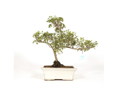 Serissa Foetida Variegata - Serissa - 33 cm