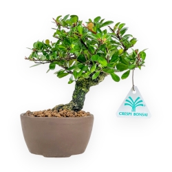 Maytenus Diverfolia - 18 cm